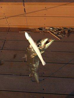 パールホワイトで4匹☆☆やっぱりいい感じ☆