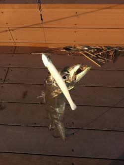 パールホワイトで4匹☆☆やっぱりいい感じ☆…