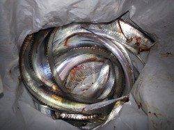 パールホワイトで4匹☆☆やっぱりいい感じ☆