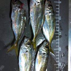 舞洲アジング☆カウント40にてアタリが連発(^^)v