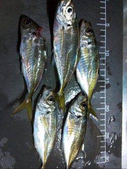 舞洲アジング☆カウント40にてアタリが連発(^^)v