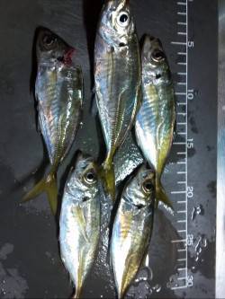 舞洲アジング☆カウント40にてアタリが連発…