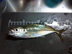 舞洲アジング☆カウント40にてアタリが連発(^^)v