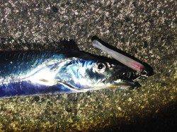 ワインドでタチウオ中層をゆっくりとシャクってゲット！