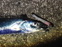 ワインドでタチウオ中層をゆっくりとシャクっ…