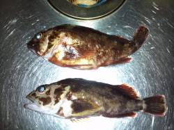 舞洲のアジングでガシラの釣果