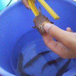 大蔵海岸、胴突きで色々釣れました