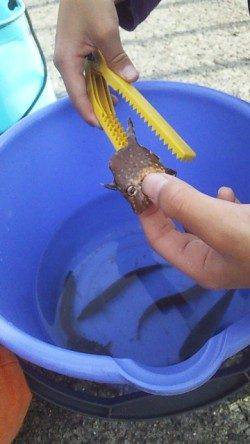 大蔵海岸、胴突きで色々釣れました