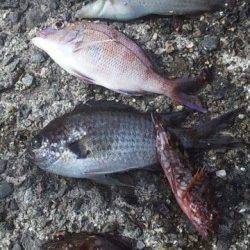 大蔵海岸、胴突きで色々釣れました