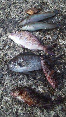 大蔵海岸、胴突きで色々釣れました