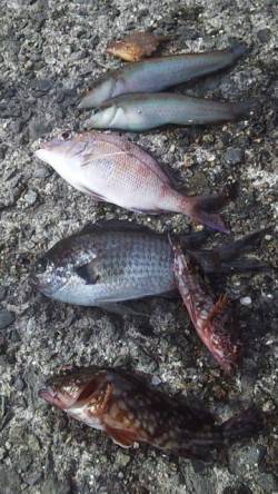 大蔵海岸、胴突きで色々釣れました