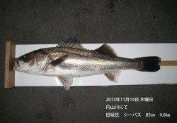 円山川で4.6kgのシーバス！14日の釣果