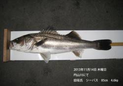 円山川で4.6kgのシーバス！14日の釣果…