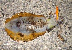 久美浜　エギングでアオリイカの釣果