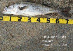 円山川にてシーバス76㎝！