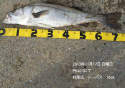 円山川にてシーバス76㎝！