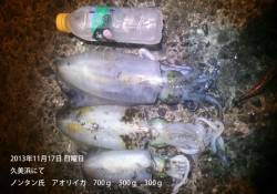 久美浜　エギングでアオリイカの釣果