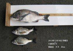 久美浜でチヌ45㎝をキャッチ