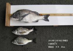 久美浜でチヌ45㎝をキャッチ