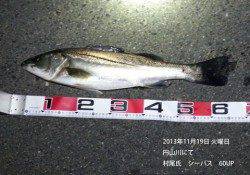 フローティングミノーでシーバス60UP！円山川