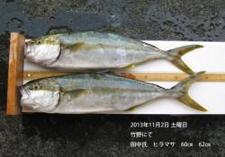 竹野でヒラマサ62㎝