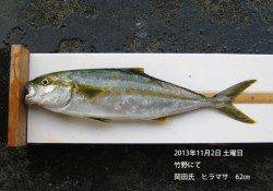 竹野でヒラマサ62㎝