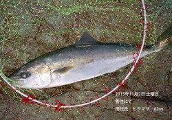 香住でヒラマサ62㎝がHIT！