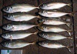 津居山にて良型アジ