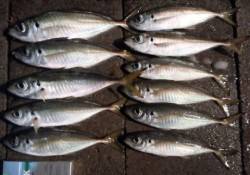 津居山にて良型アジ