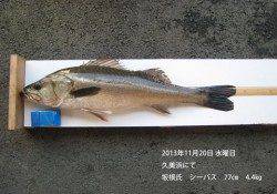 久美浜でナイスサイズのシーバス★77cm★