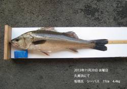 久美浜でナイスサイズのシーバス★77cm★…