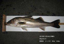 円山川でシーバス85㎝！