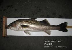 円山川でシーバス85㎝！