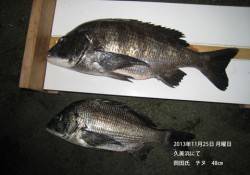 久美浜で大物！チヌ48cmです！