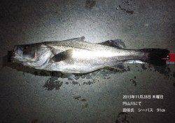 円山川でのシーバスルアー釣果