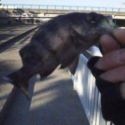 大蔵海岸、今季初のメバリングで初ヒットの初ゲット