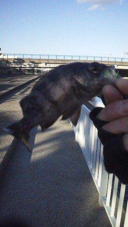 大蔵海岸、今季初のメバリングで初ヒットの初ゲット