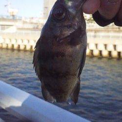 大蔵海岸、今季初のメバリングで初ヒットの初ゲット