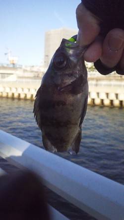 大蔵海岸、今季初のメバリングで初ヒットの初…