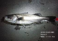 円山川でのシーバスルアー釣果