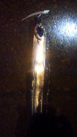 兵庫突堤でワインド、タチウオ指３本半