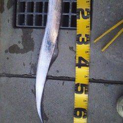 兵庫突堤でワインド、タチウオ指３本半