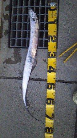 兵庫突堤でワインド、タチウオ指３本半