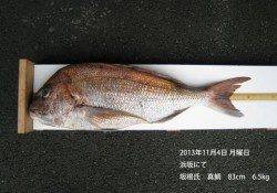 浜坂にて6.5kgの大物真鯛！