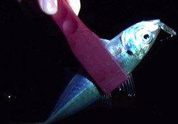 【6日】円山川でルアーゲーム、シーバス&アジ