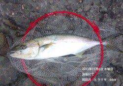 浜坂にてヒラマサ68㎝！