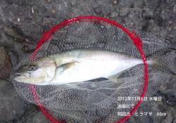 浜坂にてヒラマサ68㎝！