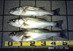 久美浜にてシーバス釣果〜54cm〜