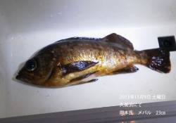 久美浜でナイスサイズのメバル【9日】