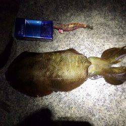 東二見で570gのナイスサイズのアオリイカ♪